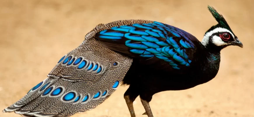 Palawan Peacock-pheasant