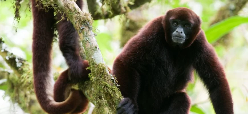 Peruvian Yellow-tailed Woolly Monkey