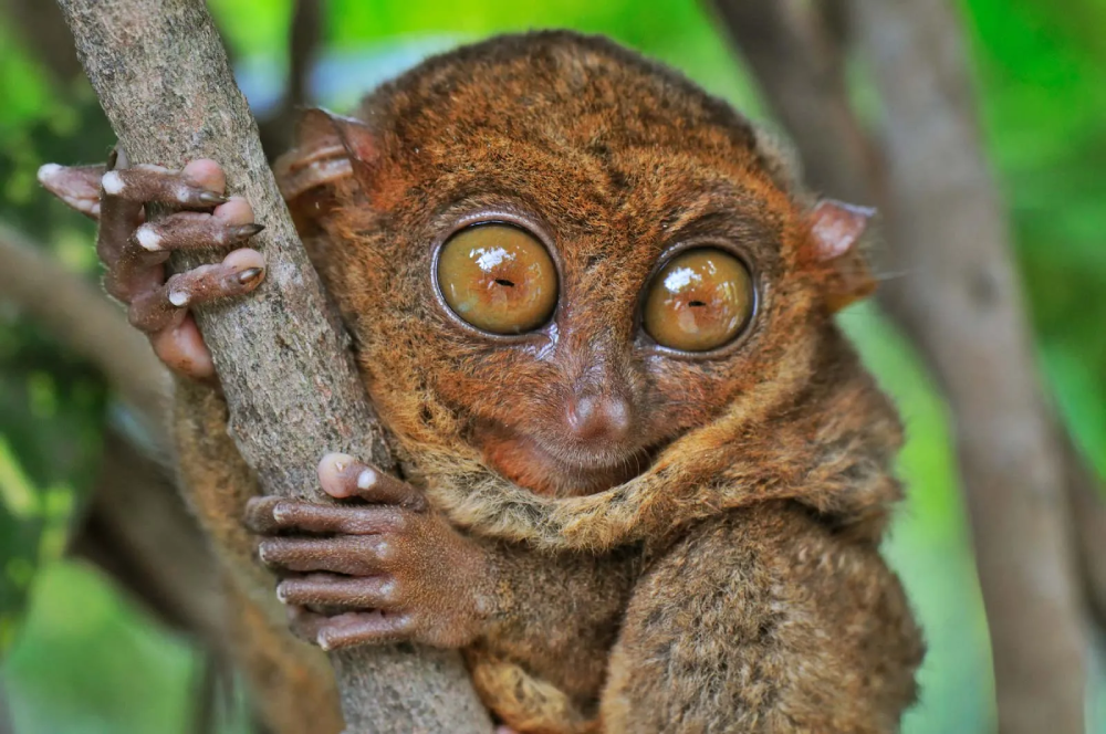 Philippine Tarsier