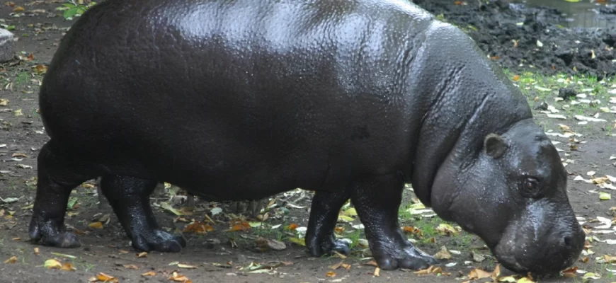 Pygmy Hippopotamus