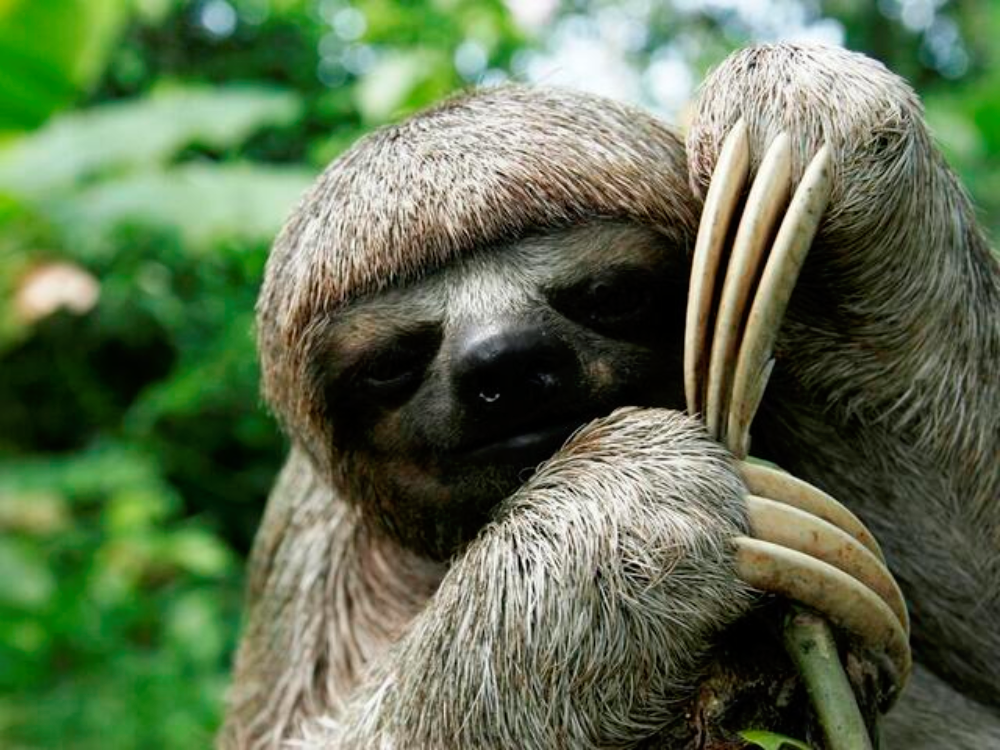 Pygmy Three-toed Sloth