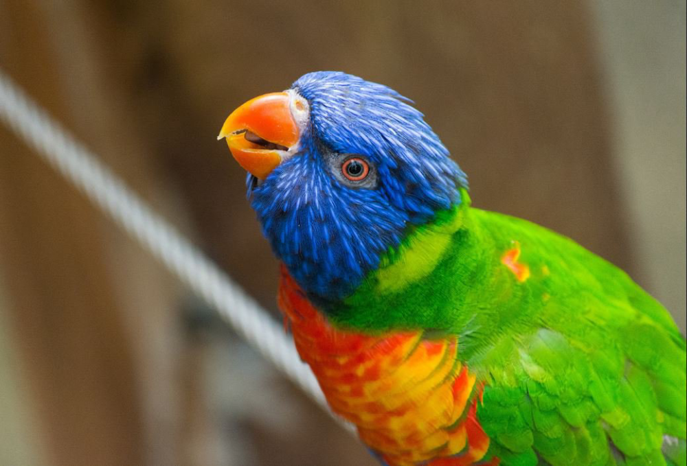 Rainbow Lorikeet