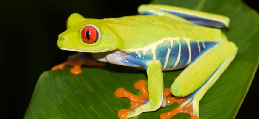 Red-Eyed Tree Frog