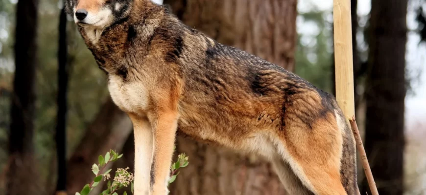 Red Wolf (Canis rufus)