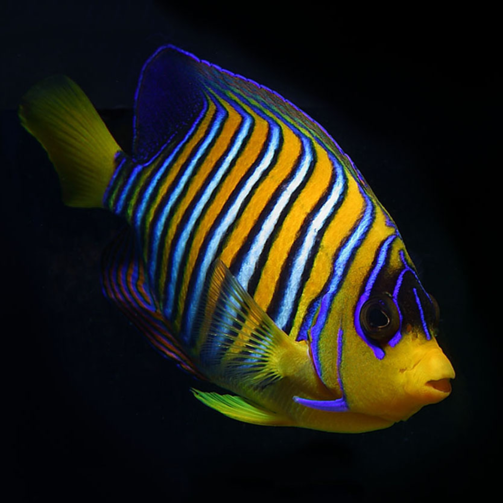 Regal Angelfish