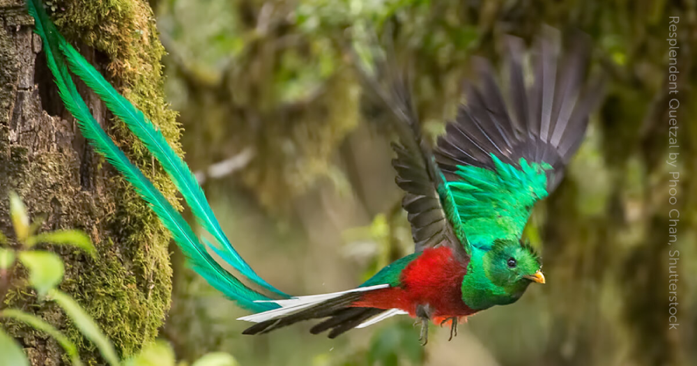 Resplendent Quetzal