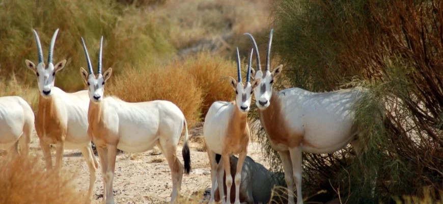 Scimitar-horned Oryx