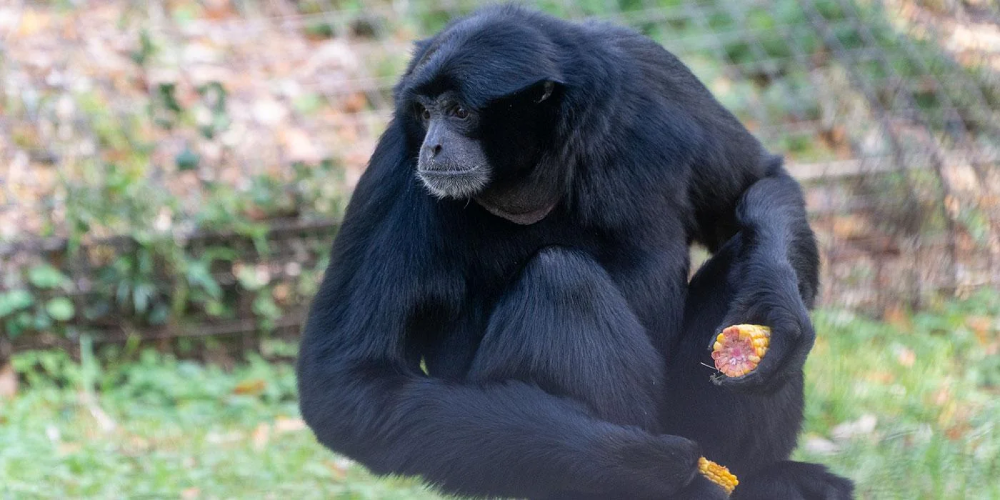 Siamang