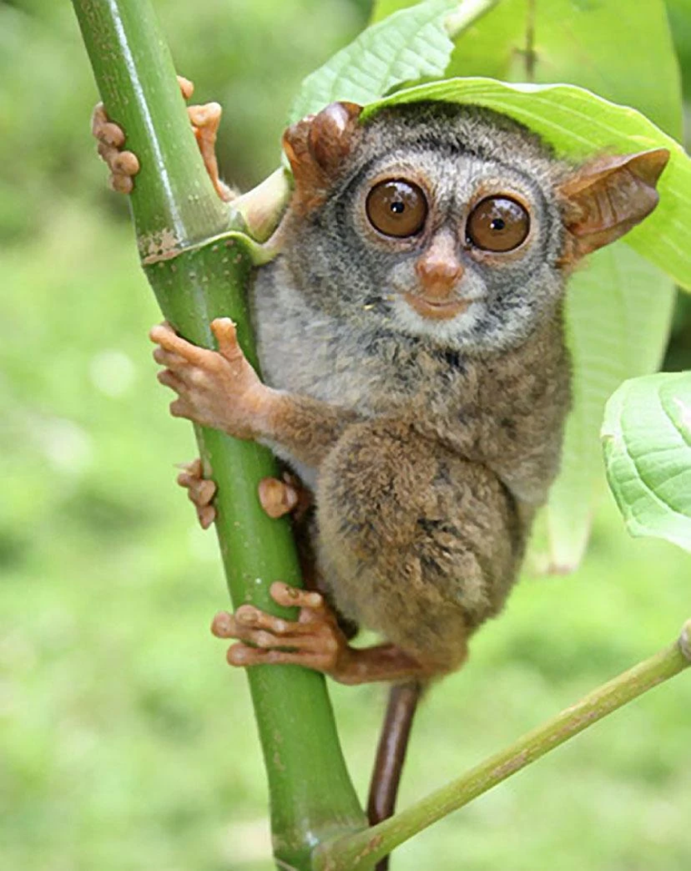 Siau Island Tarsier