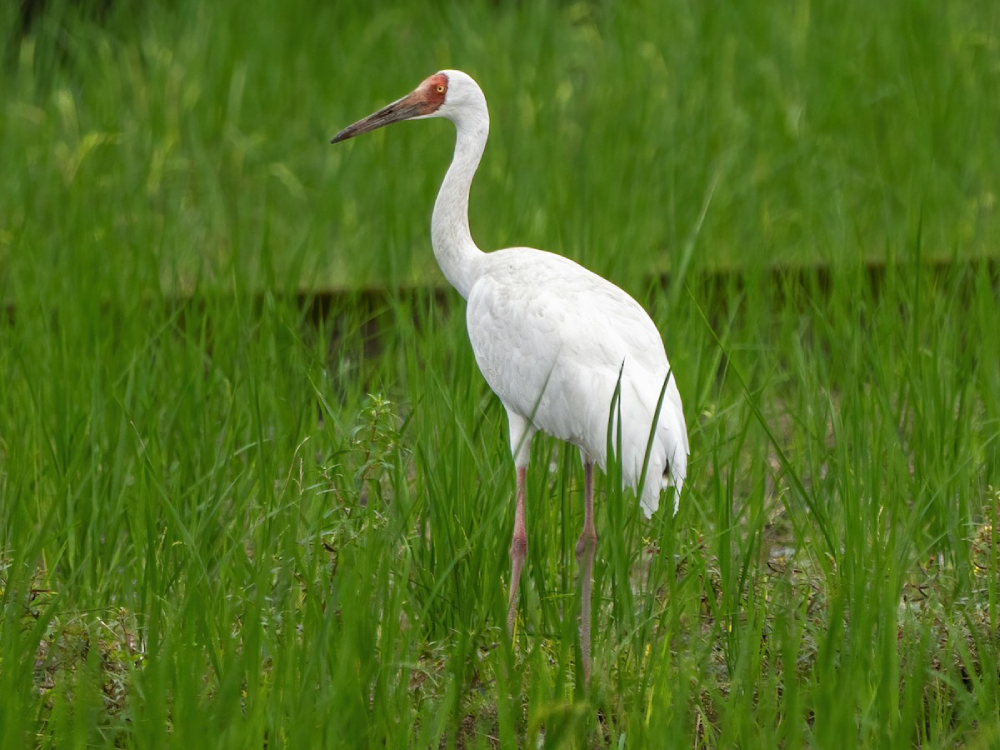 Siberian Crane