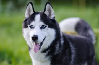 Siberian Husky