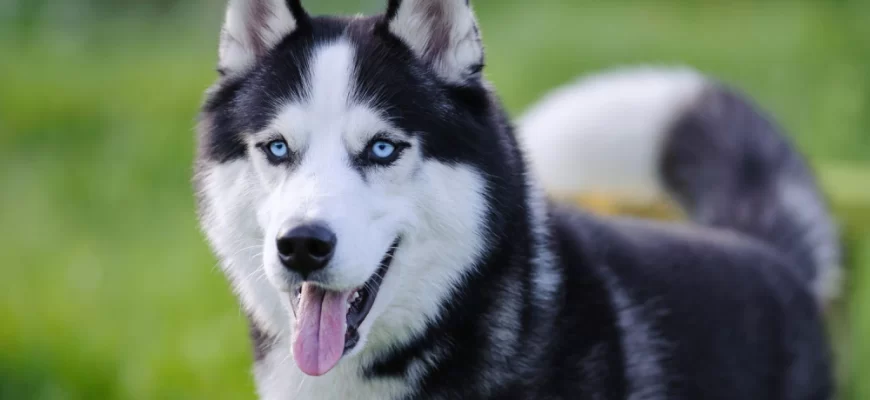 Siberian Husky