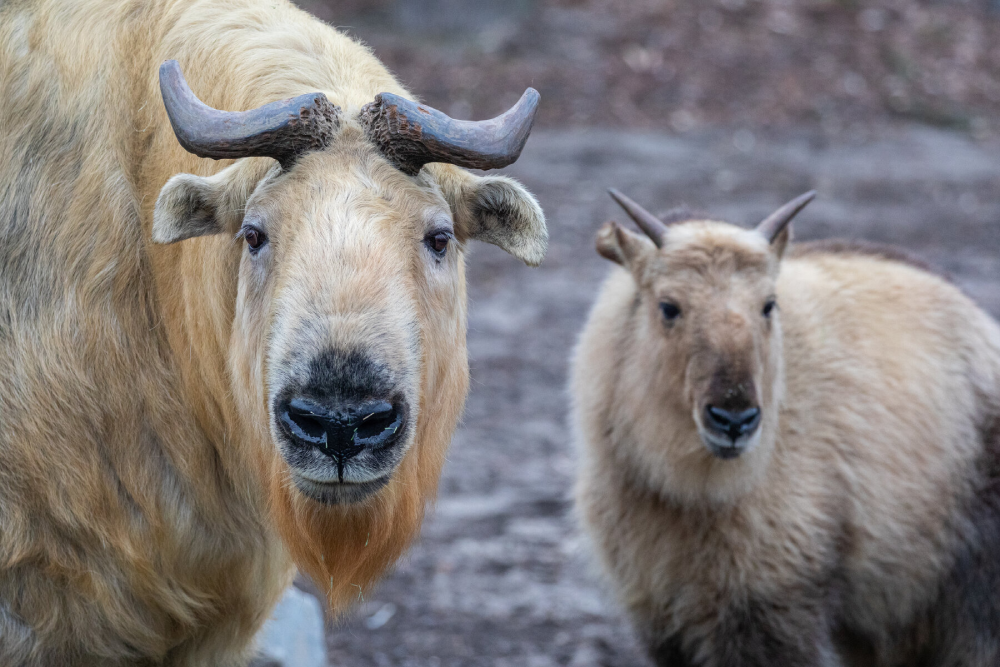 Sichuan Takin