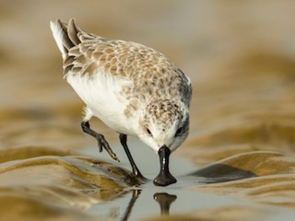 Spoon-billed Sandpiper