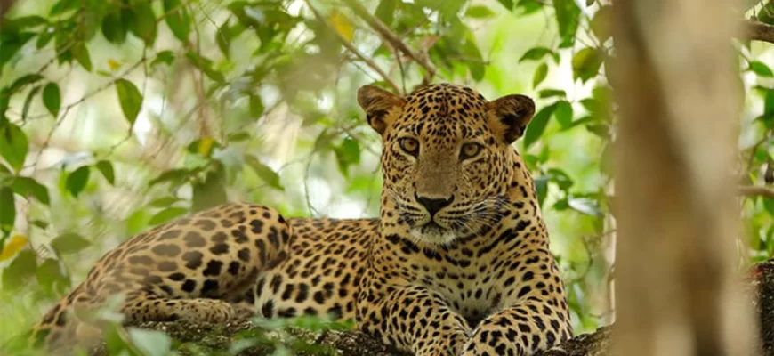 Sri Lankan leopard