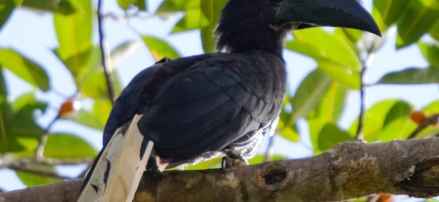 Sulu Hornbill