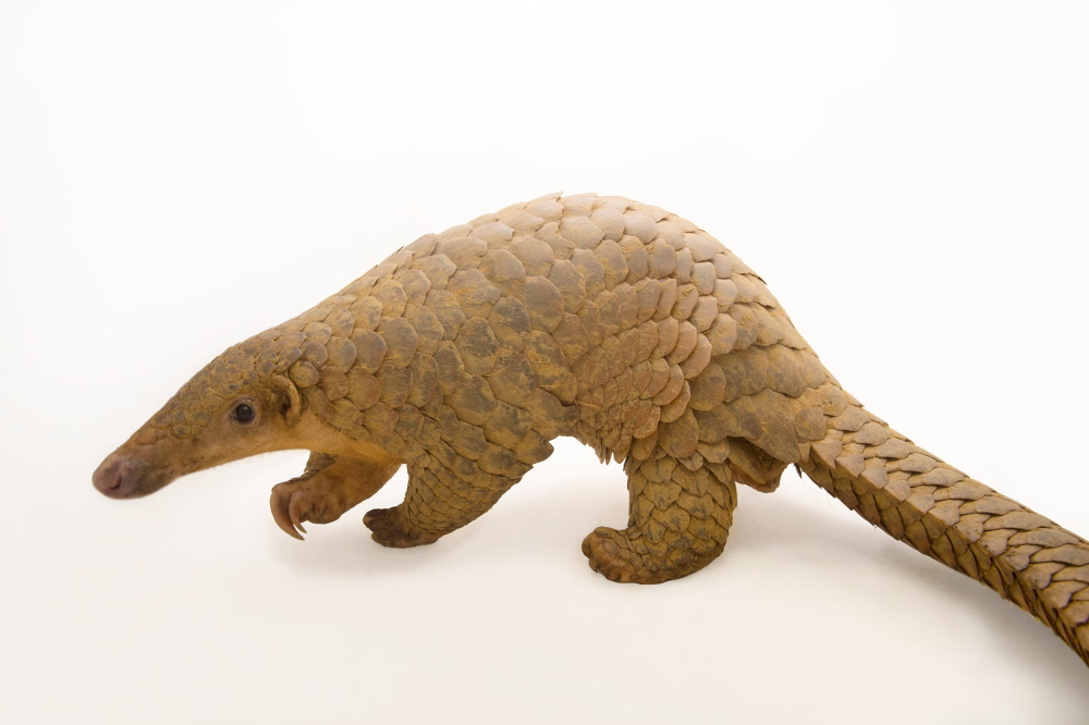 Sunda Pangolin