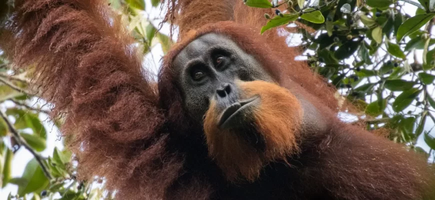 Tapanuli Orangutan