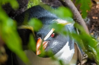 Tawaki Penguin