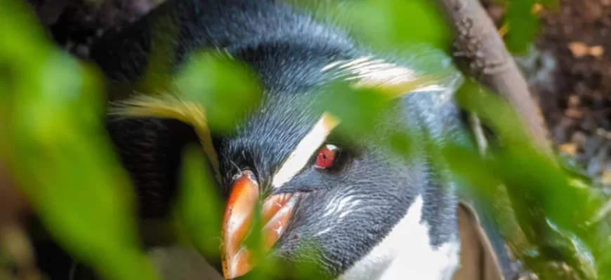 Tawaki Penguin