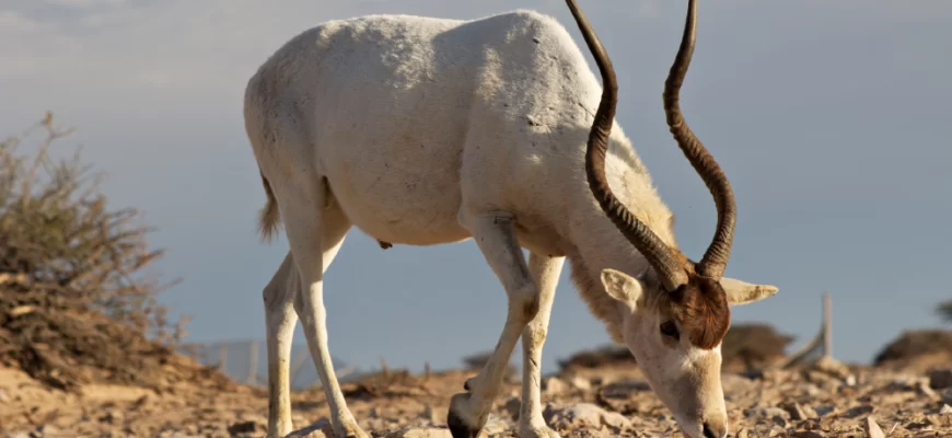 The Addax