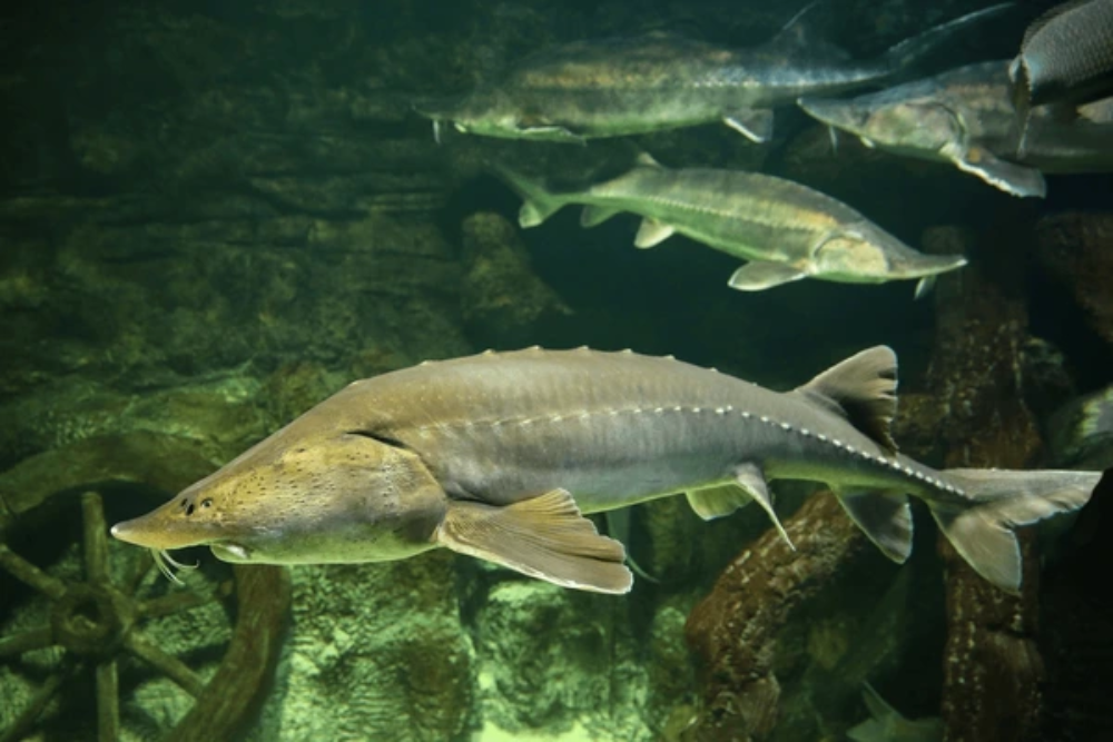 The Amur Sturgeon