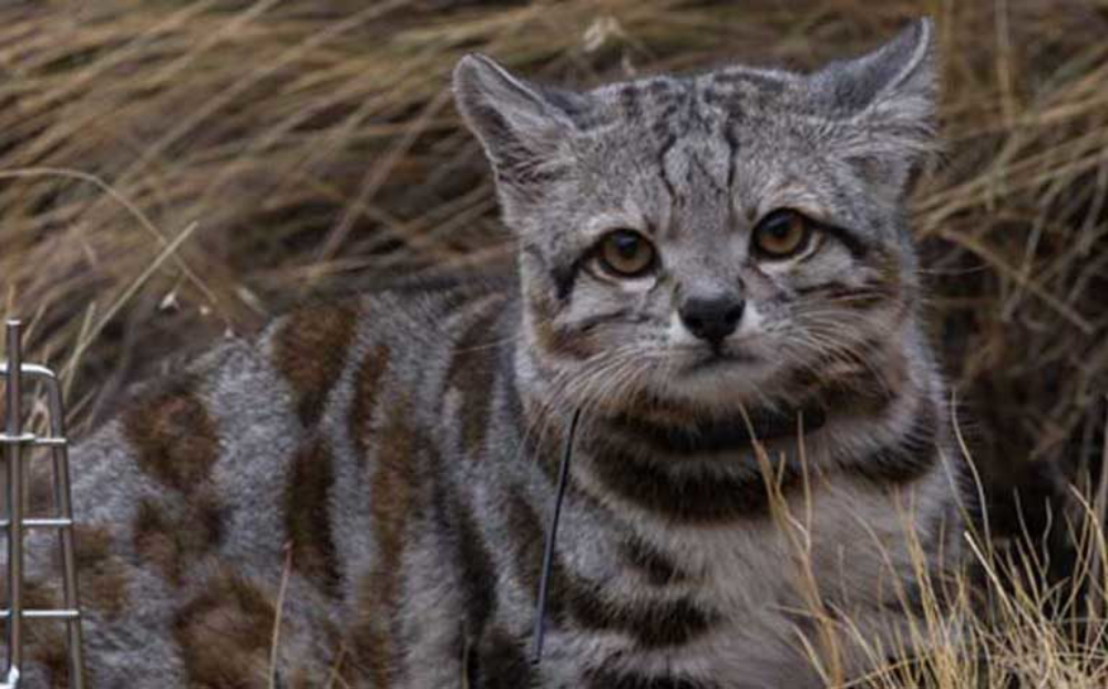 The Andean Mountain Cat