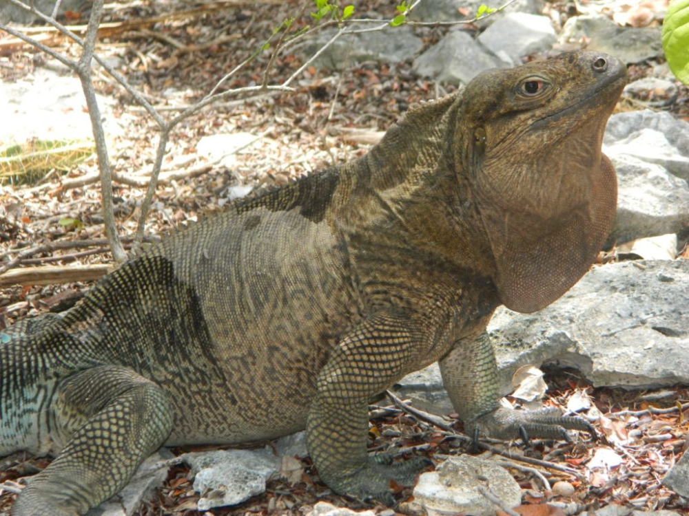 The Anegada Ground Iguana