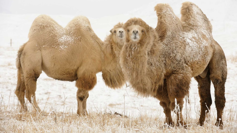 The Bactrian Camel