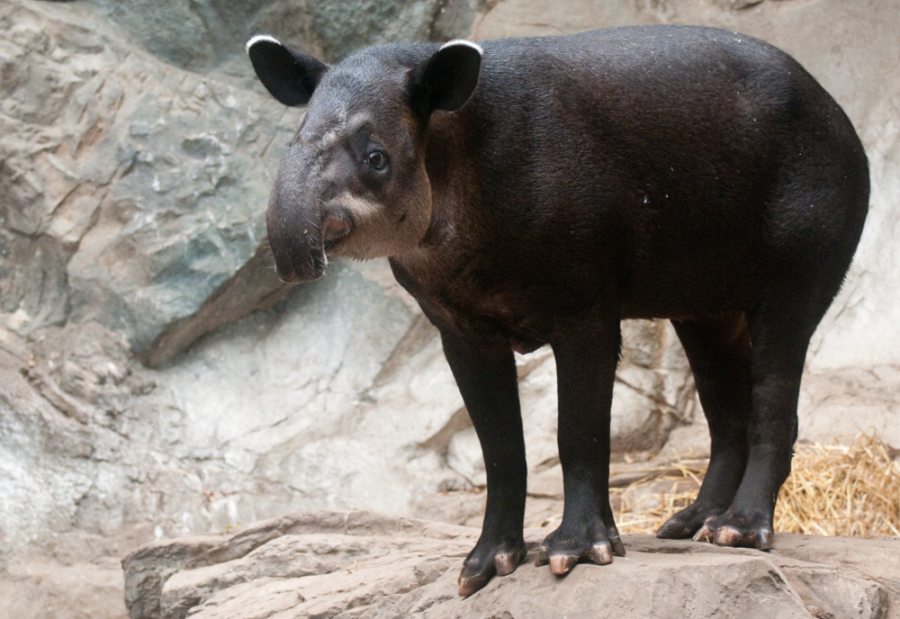 The Baird's Tapir