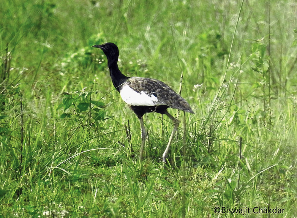 The Bengal Florican