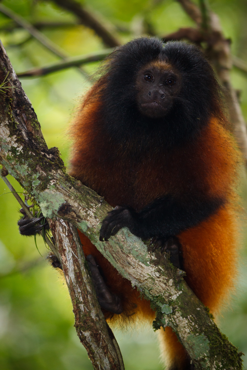 The Black-faced Lion Tamarin 