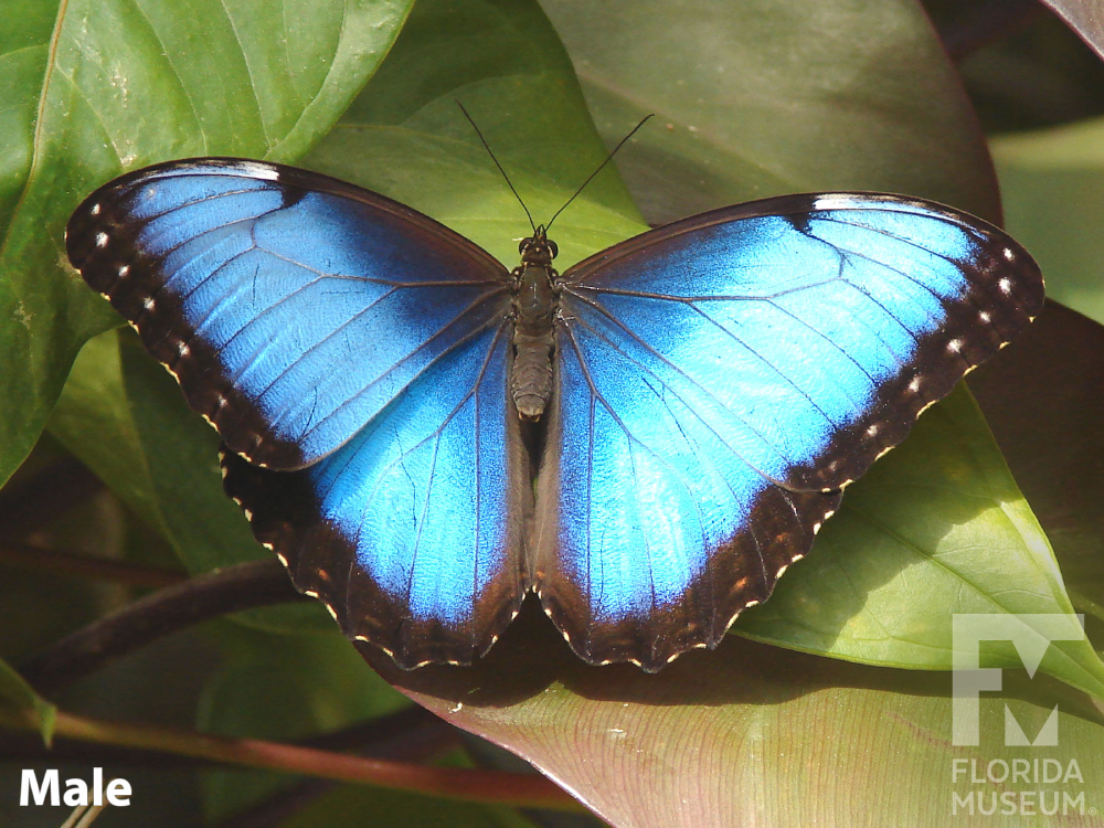 The Blue Morpho Butterfly