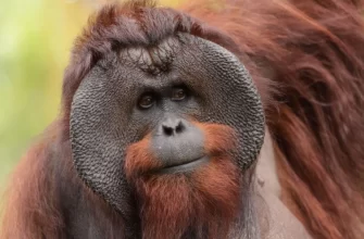 The Bornean Orangutan