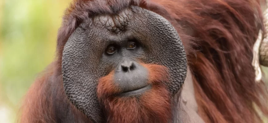 The Bornean Orangutan