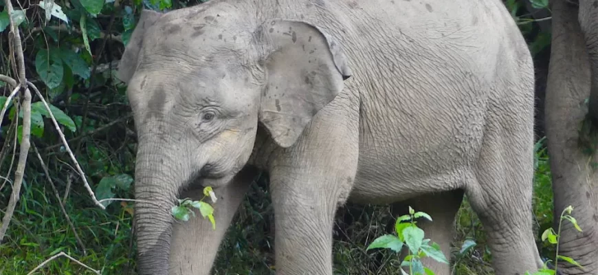 The Borneo Pygmy Elephant