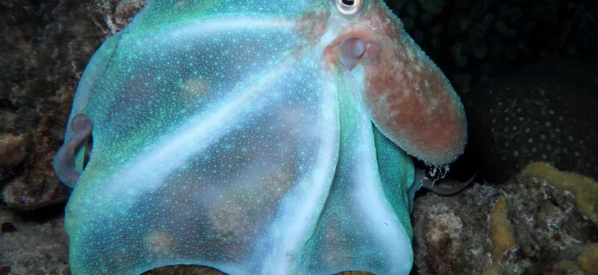 The Caribbean Reef Octopus