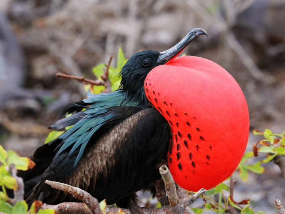 The Christmas Island Frigatebird