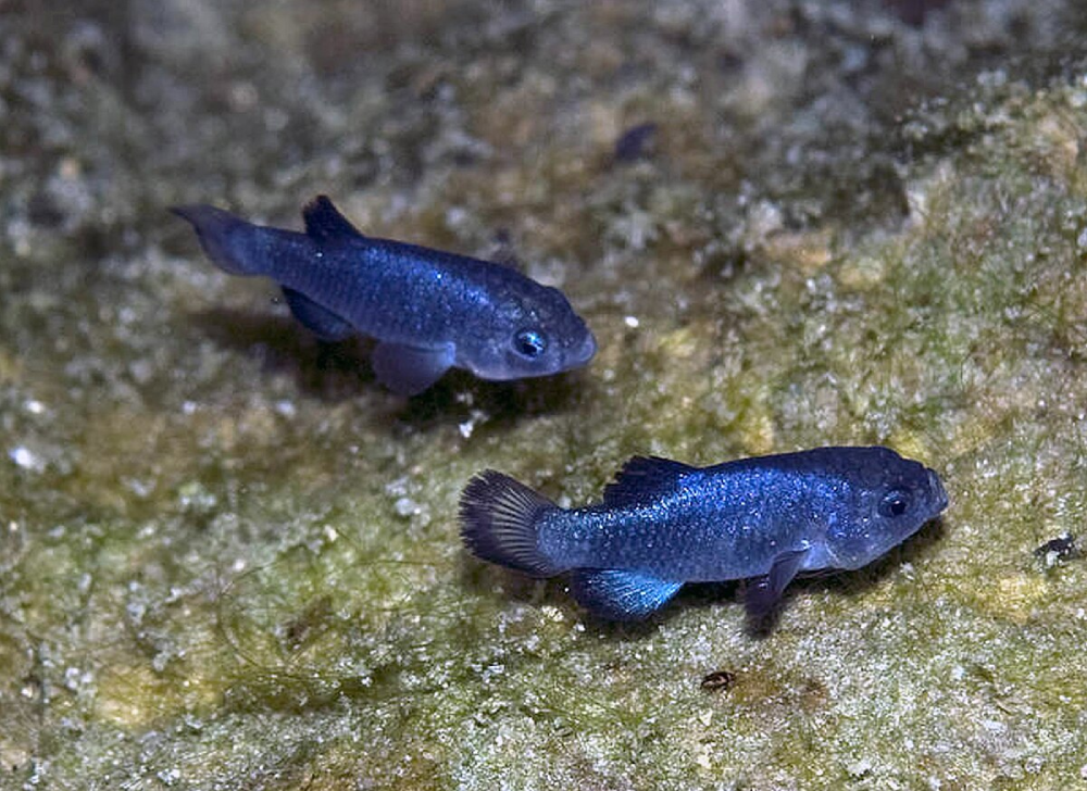 The Devil's Hole Pupfish