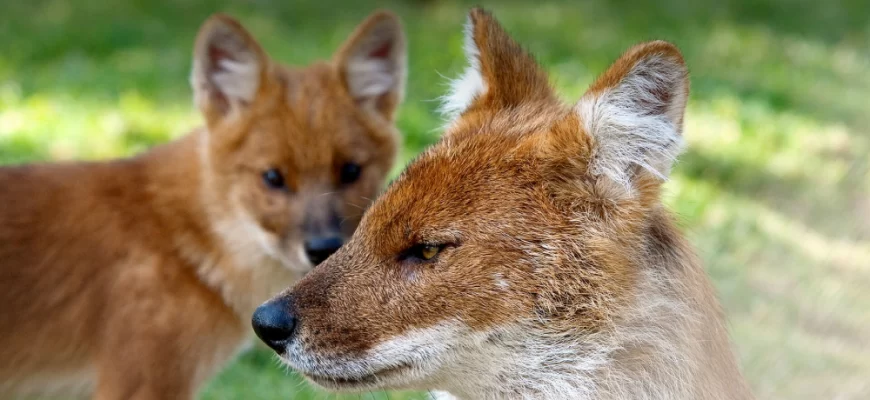 The Dhole (Cuon alpinus)