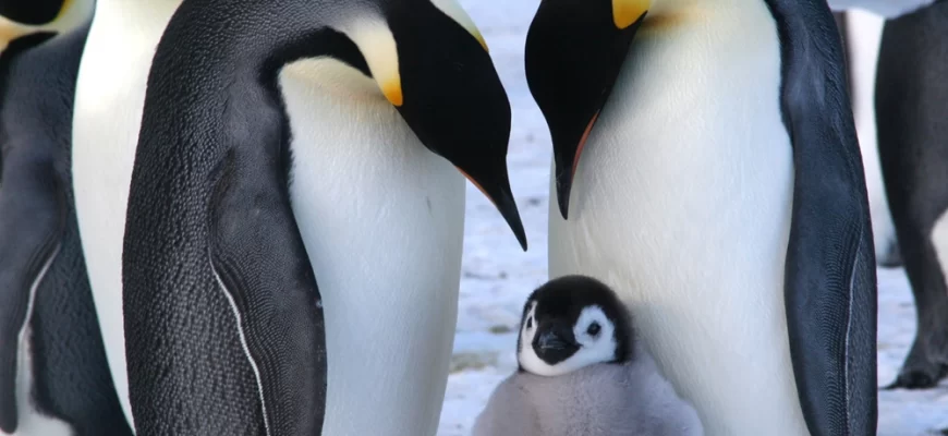 The Emperor Penguin