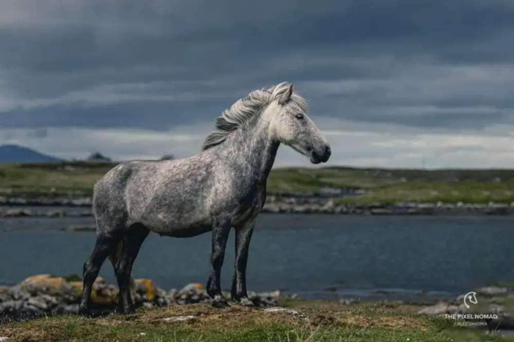 The Eriskay Pony