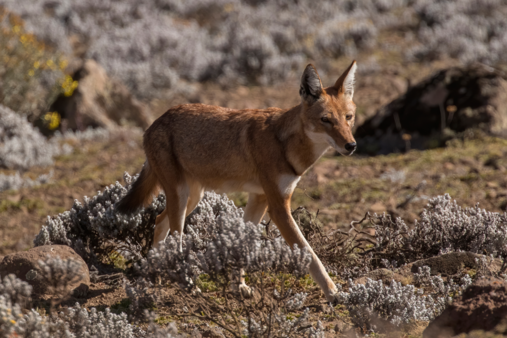 The Ethiopian Wolf