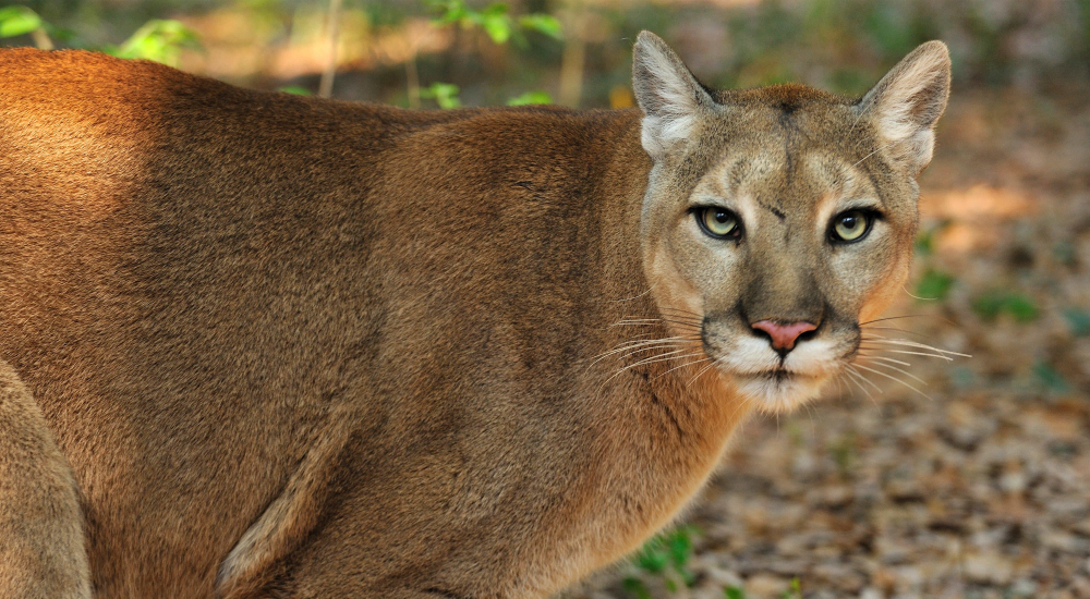 The Florida Panther 4000x2200