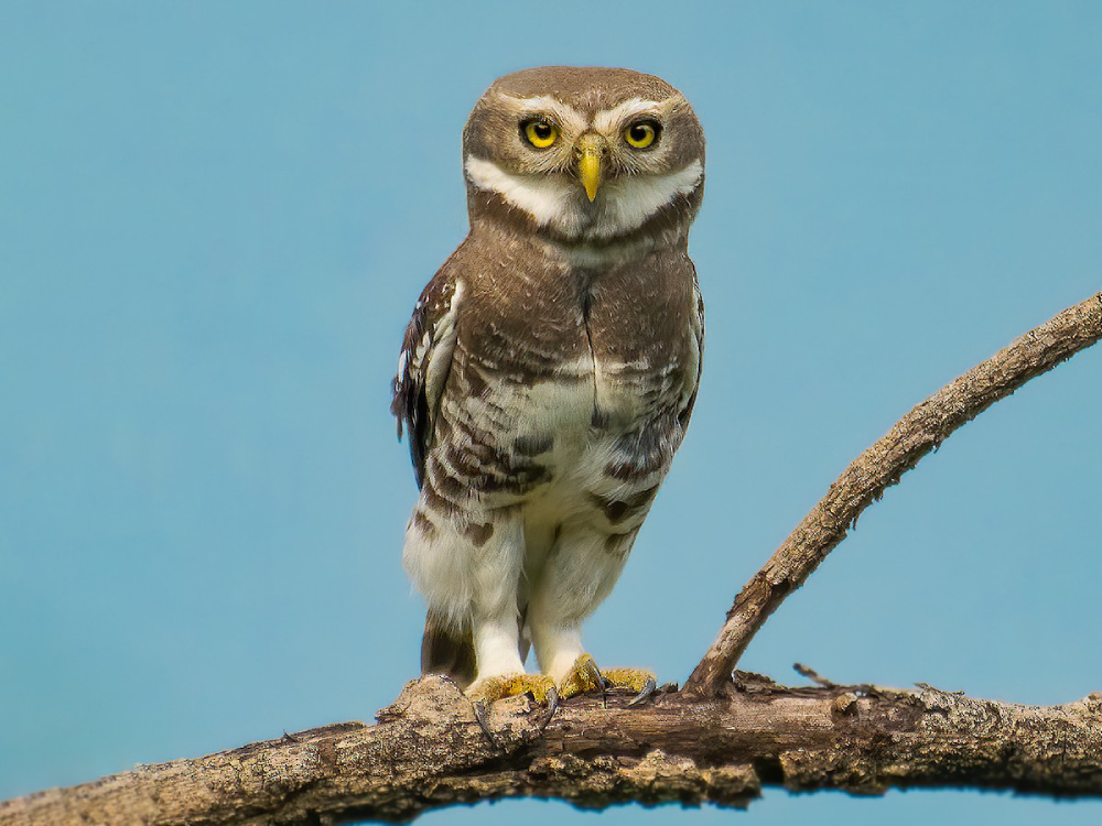 The Forest Owlet