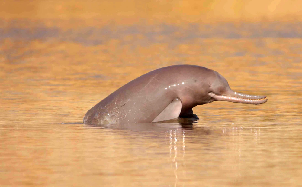 The Ganges River Dolphin