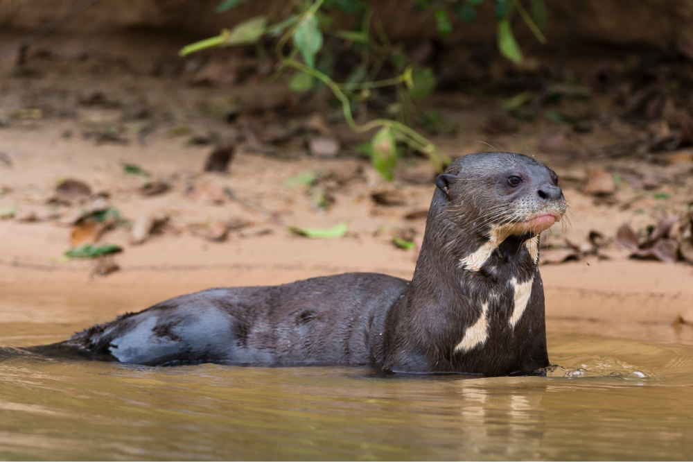 The Giant Otter