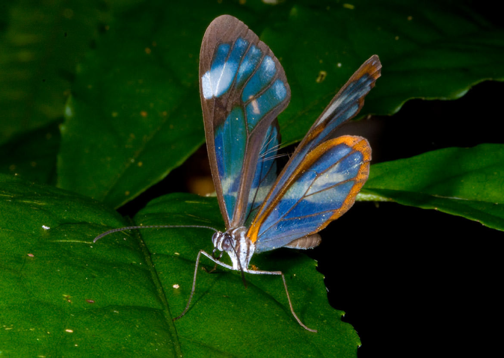 The Glasswing Butterfly