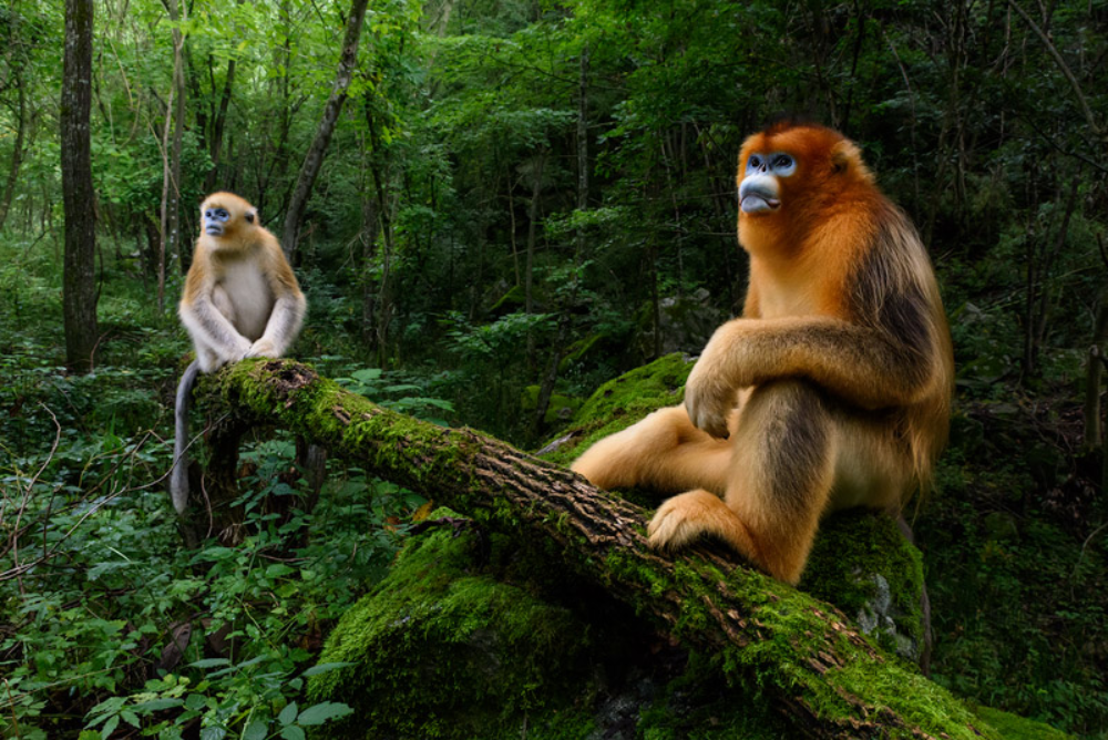 The Golden Snub-nosed Monkey