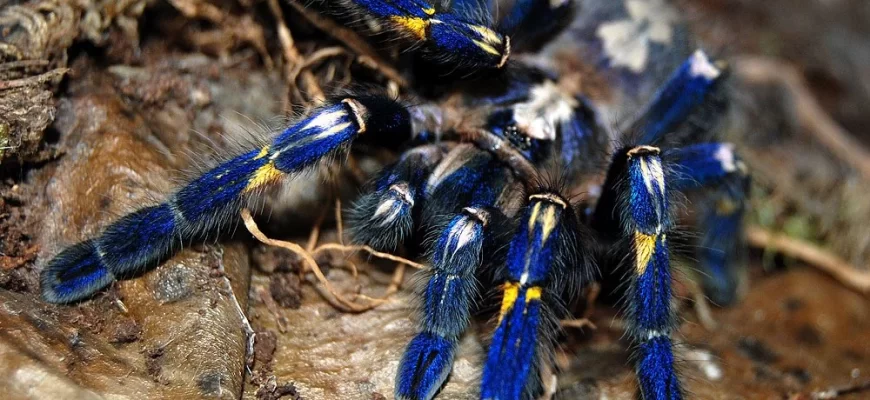 The Gooty Tarantula